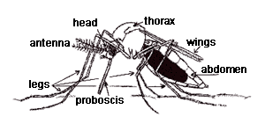 Anatomy Picture of an Adult Female Mosquito