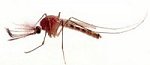 Image of a male Mosquito