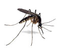 mosquito picture